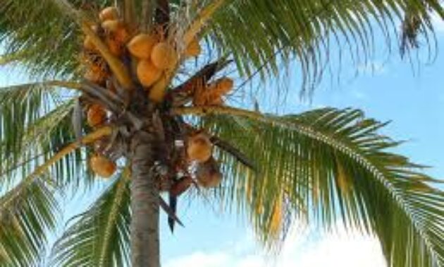 8 manfaat pohon kelapa  Online Information
